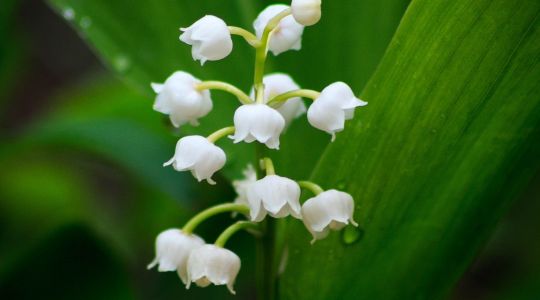 Vente de muguet