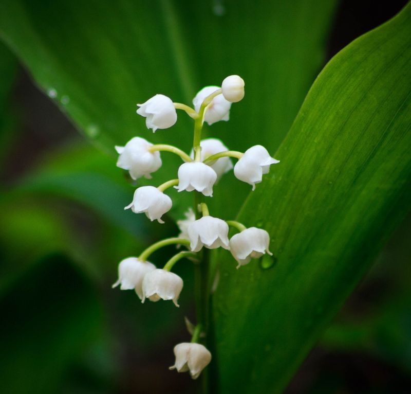 Vente de muguet